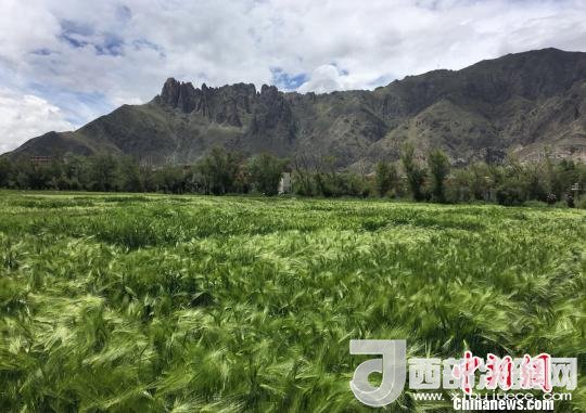 2017年西藏青稞總產(chǎn)量達(dá)到79萬噸，占糧食總產(chǎn)量的77%。圖為西藏青稞?！⊥跤窳?攝