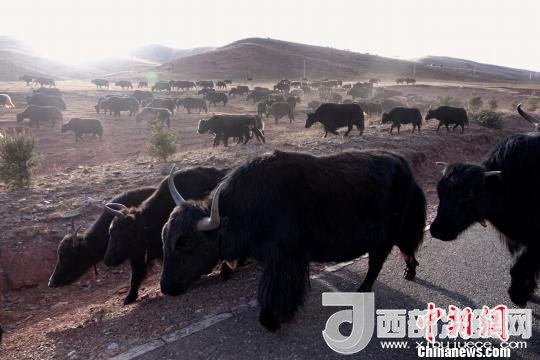 西藏每年存欄約420萬頭牦牛，牦牛產(chǎn)業(yè)發(fā)展是推動(dòng)西藏畜牧業(yè)可持續(xù)發(fā)展和農(nóng)牧民脫貧致富的重要產(chǎn)業(yè)。圖為西藏牦牛?！O翔 攝