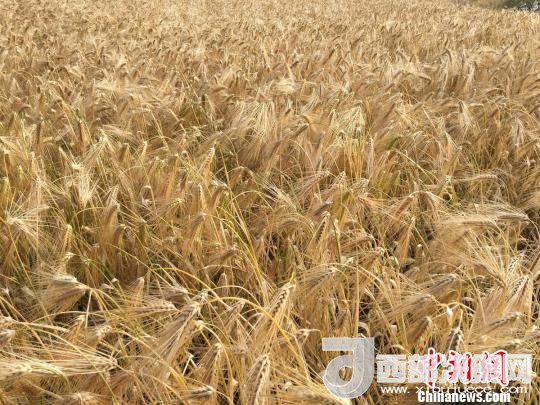2017年西藏青稞種植面積達(dá)210多萬畝，占糧食播種面積的75%。圖為成熟期的青稞?！⊥跤窳?攝