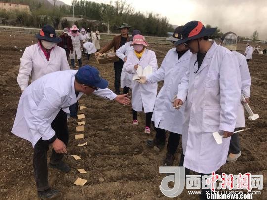 圖為研究員實(shí)地調(diào)研青稞生長(zhǎng)土壤?！⊥跤窳?攝