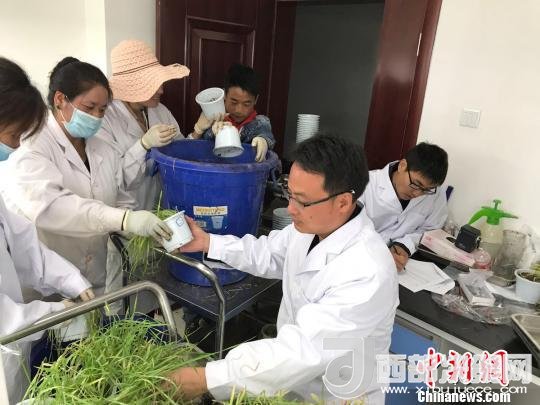 圖為研究員正在調(diào)查青稞感染白粉病情況?！⊥跤窳?攝