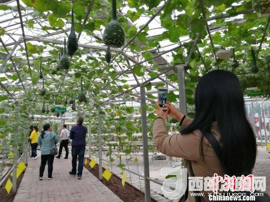 山西省郵政管理局積極推動“一市一品”農(nóng)特產(chǎn)品進城項目。 資料圖 楊杰英 攝