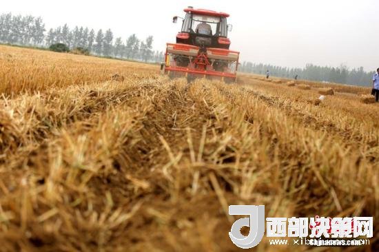 資料圖：收割機(jī)進(jìn)行機(jī)械化收割。<a target='_blank'  data-cke-saved- >中新社</a>記者 王中舉 攝