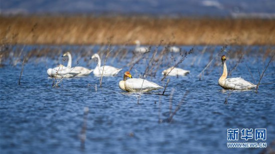 (環(huán)境)(4)大天鵝棲息白石水庫(kù)濕地自然保護(hù)區(qū)