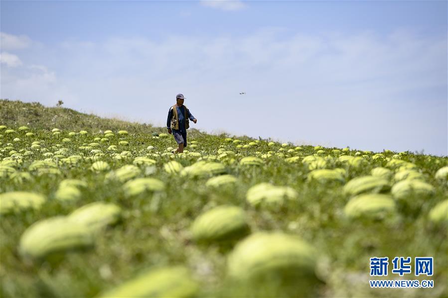 （壯麗70年·奮斗新時代——共和國發(fā)展成就巡禮·圖文互動）（4）生態(tài)美、百姓富——品讀嶄新“寧夏畫卷”