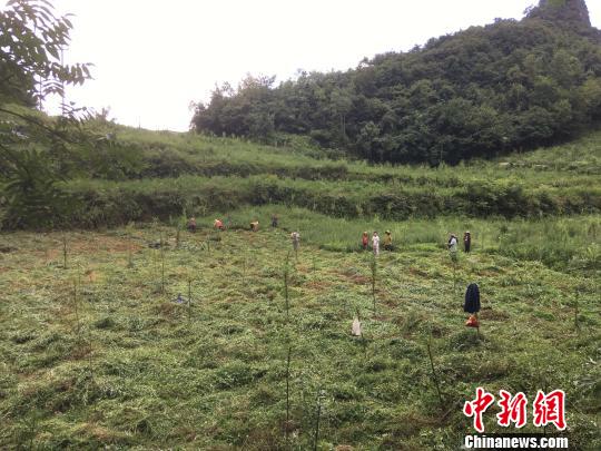 貴州同威生物科技有限公司天麻種植基地。　周嫻 攝