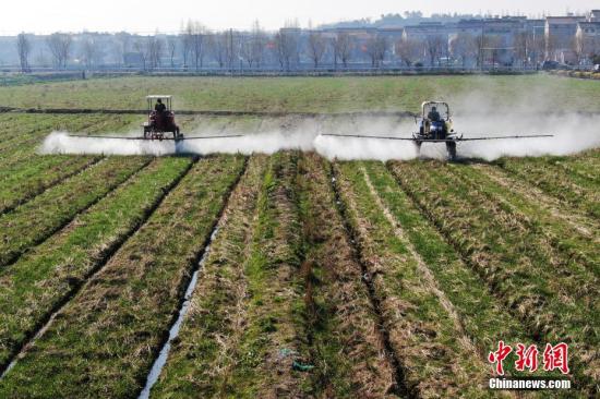 2月20日，南京湖熟街道現(xiàn)代農(nóng)業(yè)示范園區(qū)內(nèi)，工作人員駕駛自走式噴霧機給小麥噴灑除草劑。泱波 攝