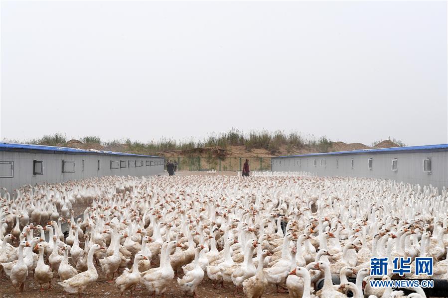 （決戰(zhàn)決勝脫貧攻堅(jiān)·聚焦三區(qū)三州·圖文互動(dòng)）（2）號角聲里看于田——來自庫爾班大叔故鄉(xiāng)的脫貧報(bào)告