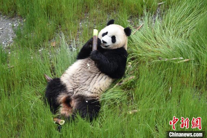 九寨溝熊貓園里的大熊貓?！【耪瘻峡h委宣傳部提供 攝