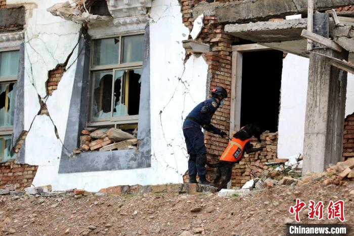 圖為搜救犬進行模擬搜救。青海省應急廳