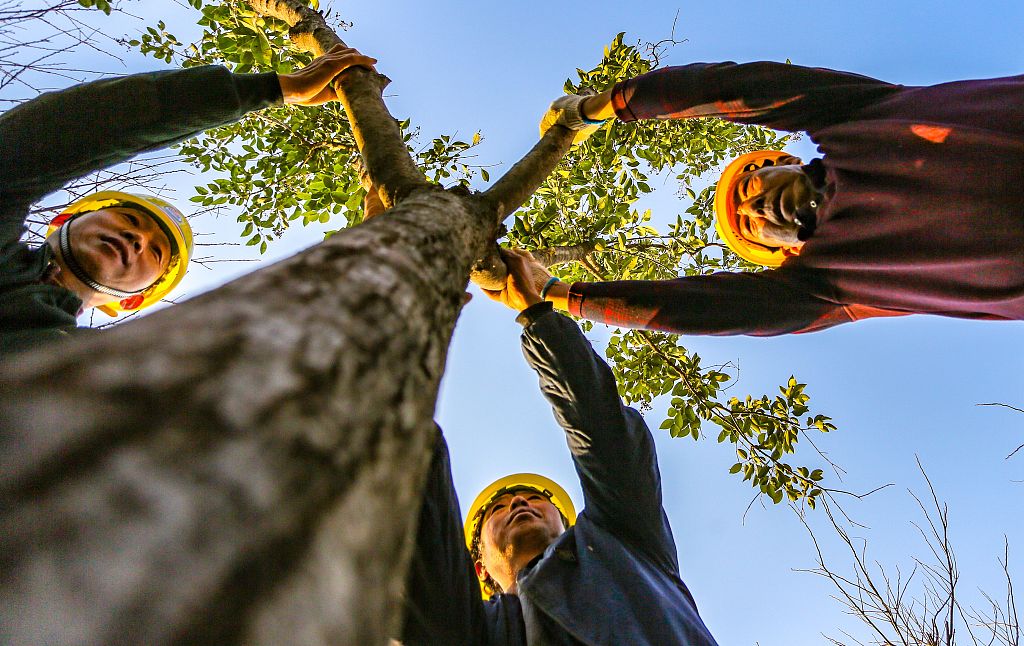2021年11月26日，河北邯鄲，園林工人正在城東植樹。