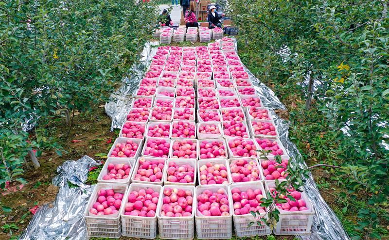 洛川縣永鄉(xiāng)鎮(zhèn)阿寺村果農(nóng)在分揀蘋果。王警攝