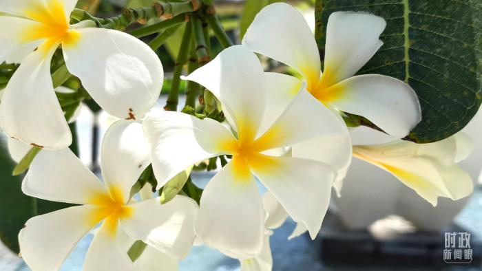 △會(huì)議樓門(mén)口正在綻放的雞蛋花，花語(yǔ)是孕育希望。(總臺(tái)央視記者韓銳拍攝)